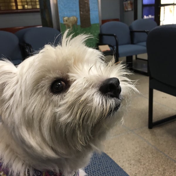 6/29/2016 tarihinde Janet S.ziyaretçi tarafından The Animal Medical Center'de çekilen fotoğraf