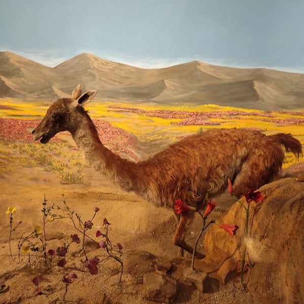 รูปภาพถ่ายที่ Museo Nacional de Historia Natural โดย J. Pablo V. เมื่อ 4/15/2023