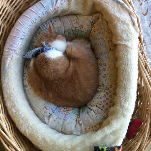 Merivale Cat Hospital Carlington 1 tip