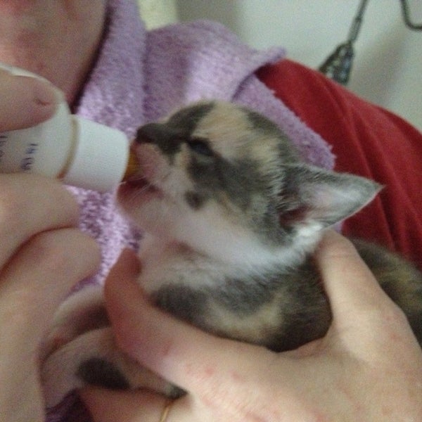 san joaquin veterinary clinic