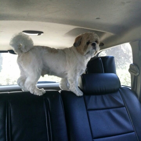 Photos at Pet Village, Tiendesitas Pet Store in Pasig City