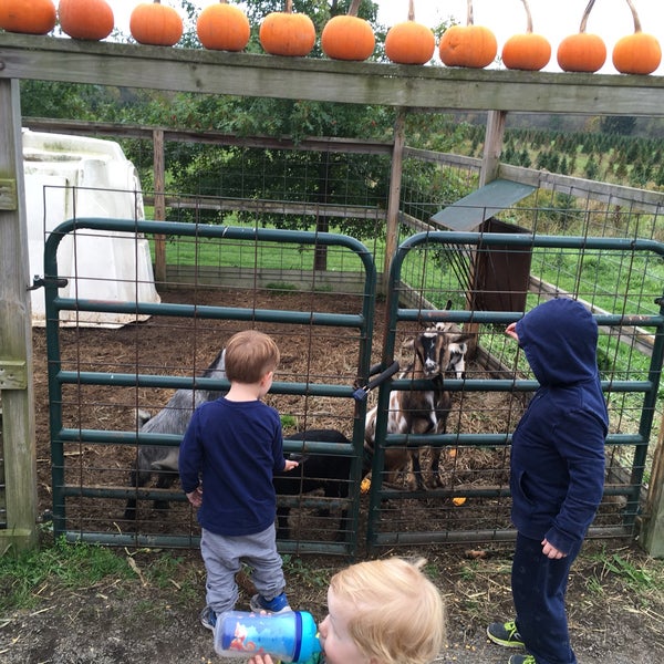 Granger's Christmas Tree Farm Farm