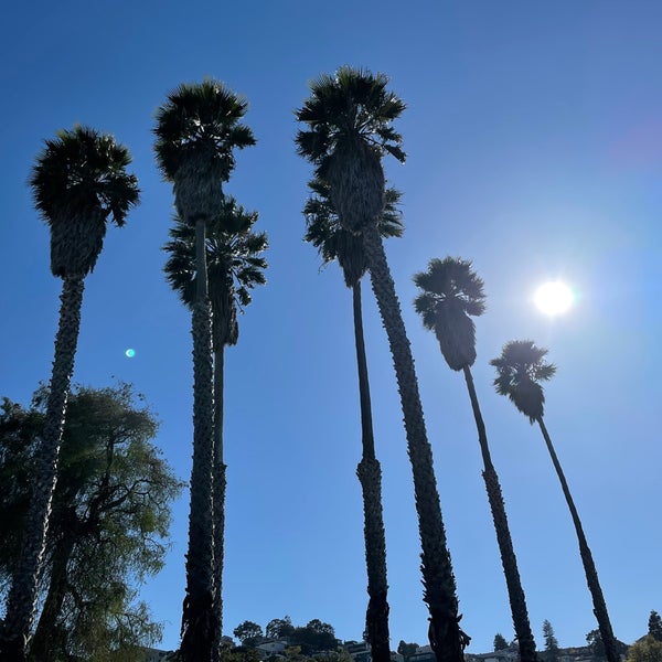 Seven palms. Seven palm. фото желтый лотус и девушка пальмы сан диего из инстаграмм.