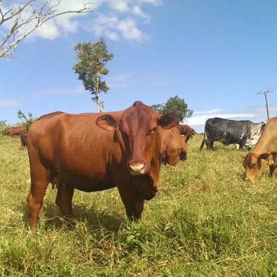 Gordon Cattle Farm