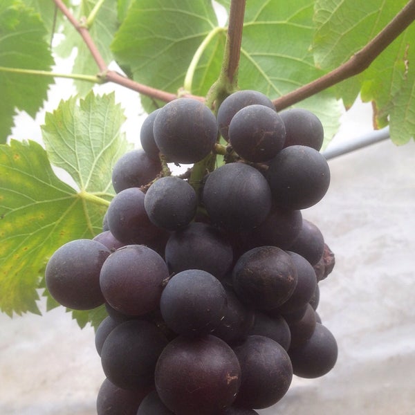 Grape Farm Kampung Raja