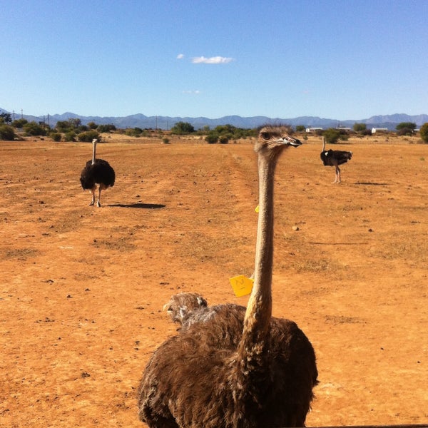 Oudtshoorn