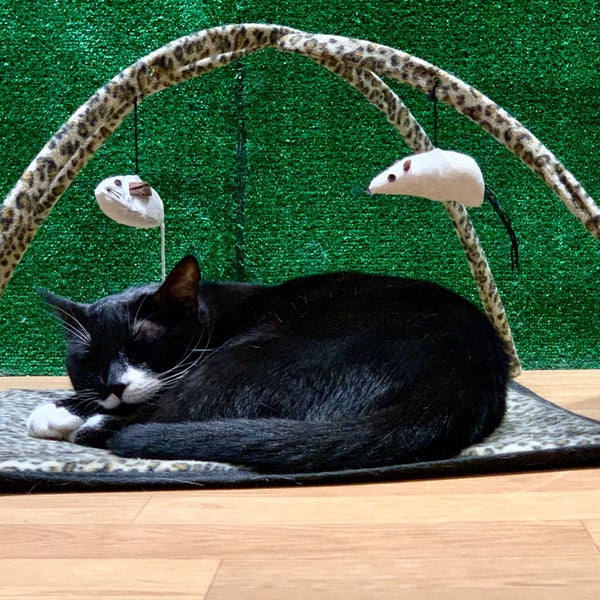 Das Foto wurde bei Lady Dinah&#39;s Cat Emporium von Alan W. am 9/8/2019 aufgenommen