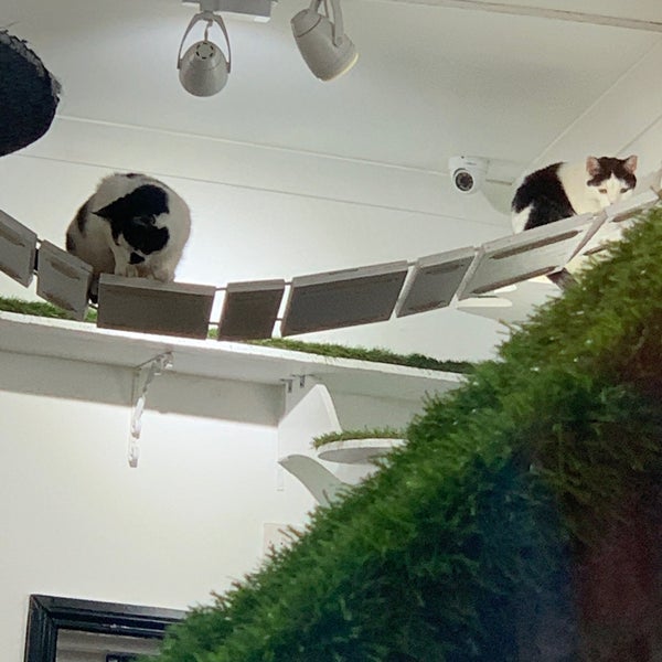 Photo taken at Lady Dinah&#39;s Cat Emporium by Alan W. on 9/8/2019