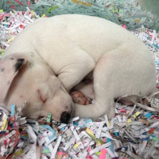 Wet Pets N Critters Pet In Longview