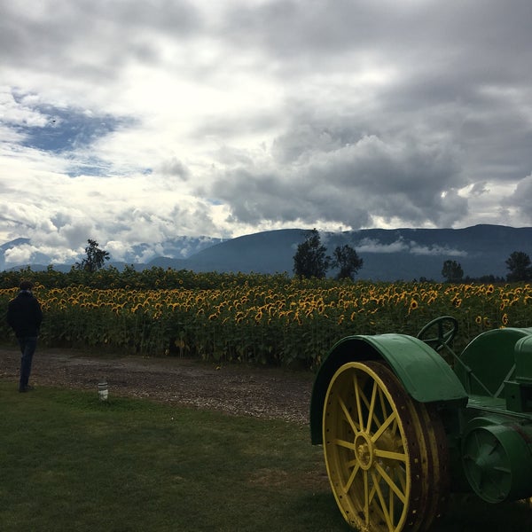Chilliwack Sunflower Festival Greendale Cattermole Yarrow 1 tip