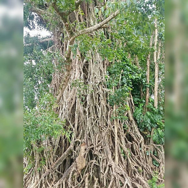 Photo taken at Biggest Balete Tree in Asia by Jowam L. on 8/22/2015