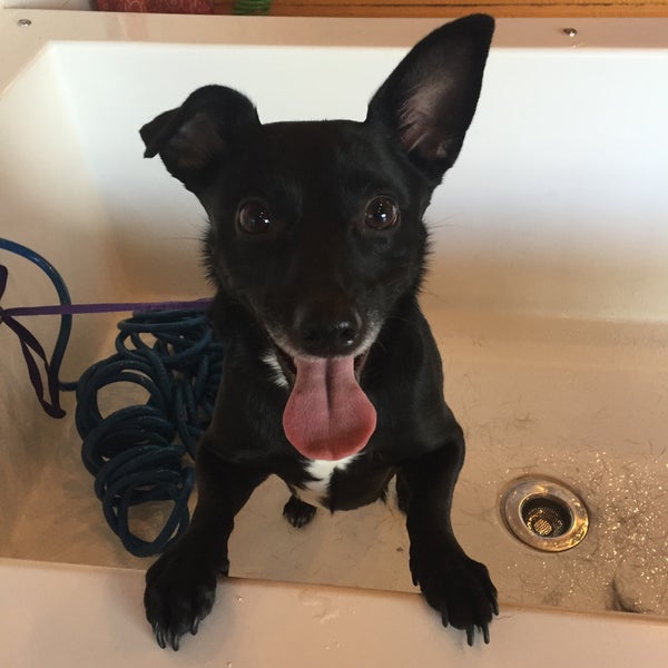 Soggy Paws South Loop 1912 S State St