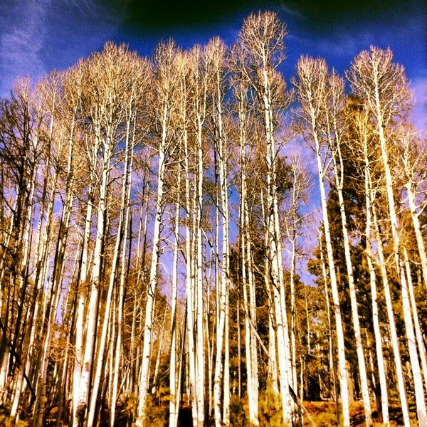 Hawley Lake Lake in McNary