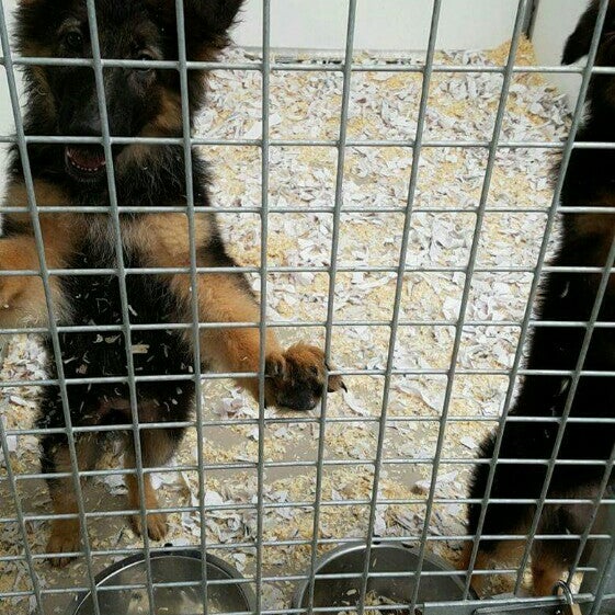 Photos à Animals Express Zellik, Brabant Flamand