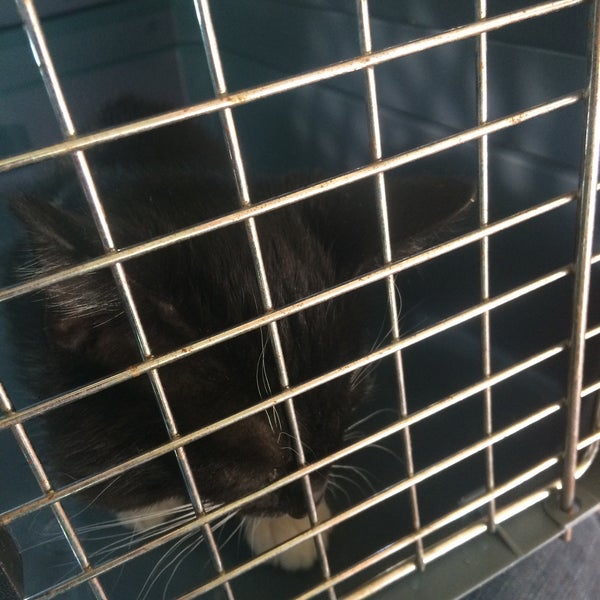 vca crocker animal hospital