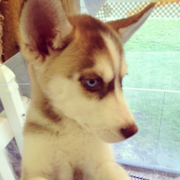 The Puppy Experience Pet Store in Riverhead