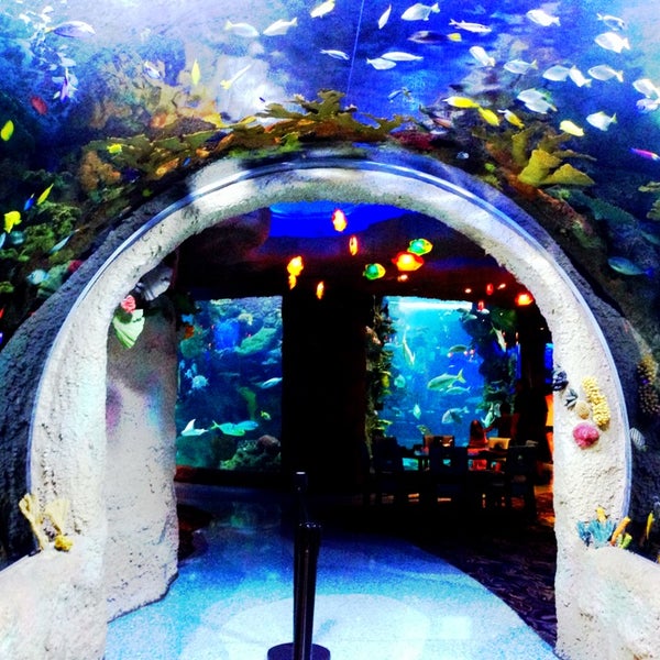 Ресторан аквариум бутово парк