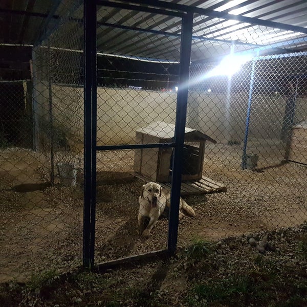 Akem Kopek Ciftligi Kopek Gezdirme Alani Da Fotograflar