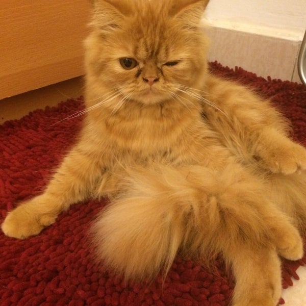 Philos Veterinary Clinic 5 Tips From 139 Visitors