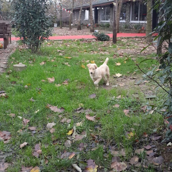 12/2/2014에 Barış k.님이 Yonca Garden에서 찍은 사진