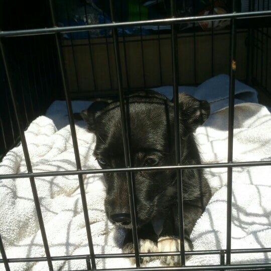 Polk County Sheriff's Office Animal Control 3 tips from 110 visitors