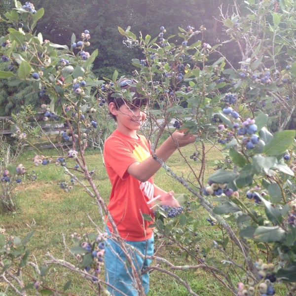 Great blueberry picking!