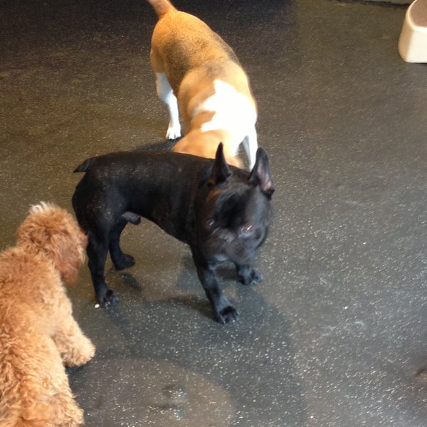 Dog Wash Doggie Daycare & Boarding NYC Greenwich Village 177