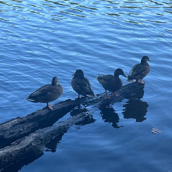 Fellsmere Pond 6 tips from 276 visitors