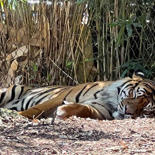 Photo taken at Taronga Zoo by smknt on 10/24/2023