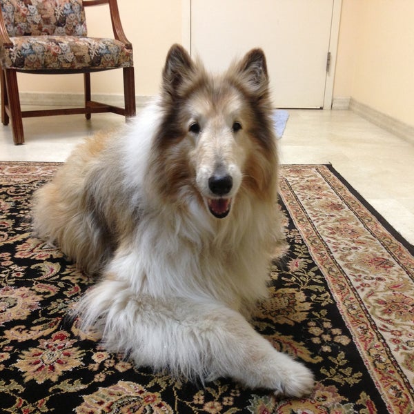 vca southpaws veterinary specialists & emergency center