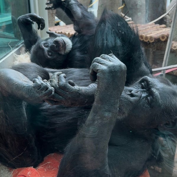 2/13/2024 tarihinde Rosie N.ziyaretçi tarafından Saint Louis Zoo'de çekilen fotoğraf