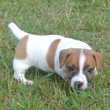 Snow creek jack store russell terriers