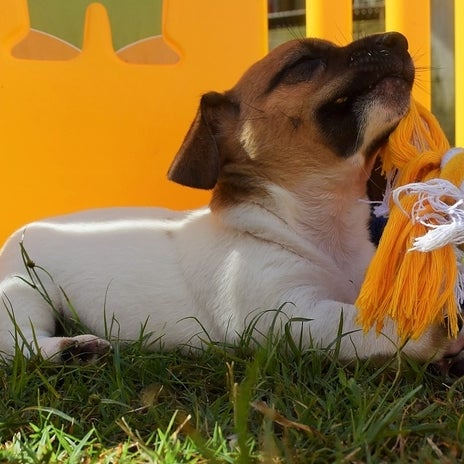Photos at Snow Creek Jack Russell Pet Service in Amite