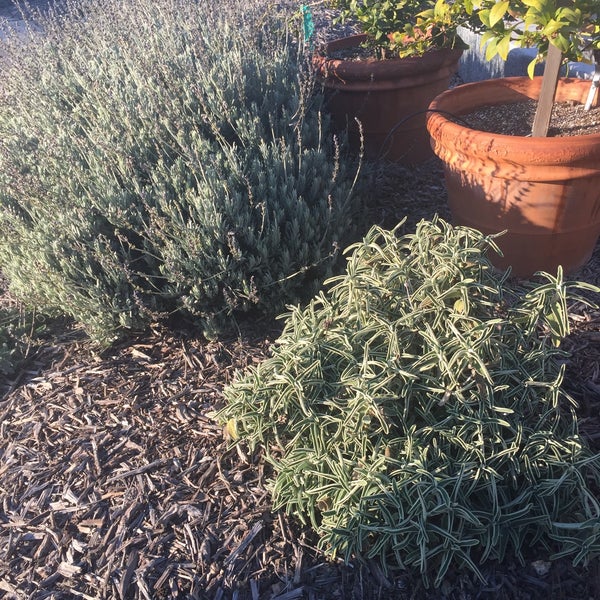 Clovis Botanical Garden Botanical Garden in Clovis