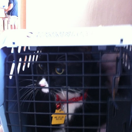 vca wiles animal hospital