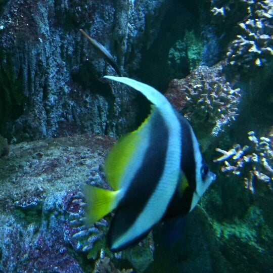 7/28/2013 tarihinde Guillaume R.ziyaretçi tarafından Aquarium de Vannes'de çekilen fotoğraf