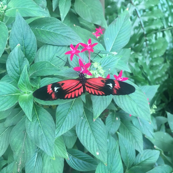 Das Foto wurde bei Mariposario de Benalmádena - Benalmadena Butterfly Park von Ungi am 9/7/2016 aufgenommen