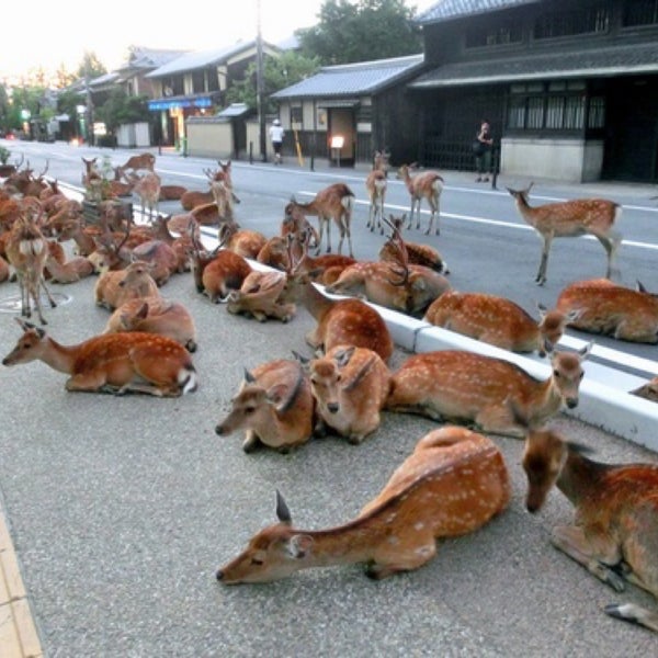 鹿がたくさん出るところ たつの市 兵庫県