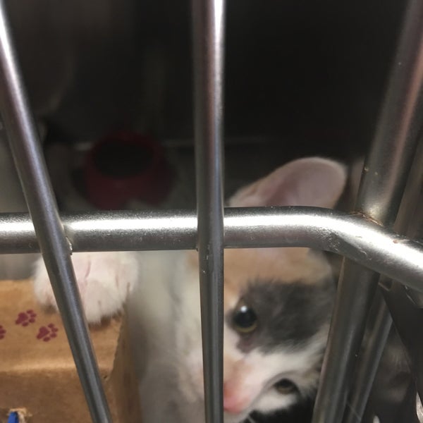 Photos at Guilford County Animal Shelter Government Building in