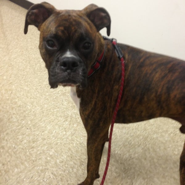 banfield pet hospital ikea blvd