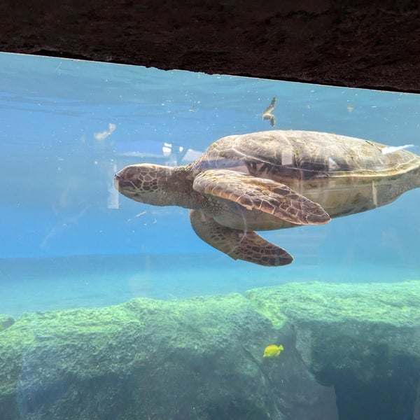 Photo taken at Maui Ocean Center, The Hawaiian Aquarium by Nick S. on 2/3/2023
