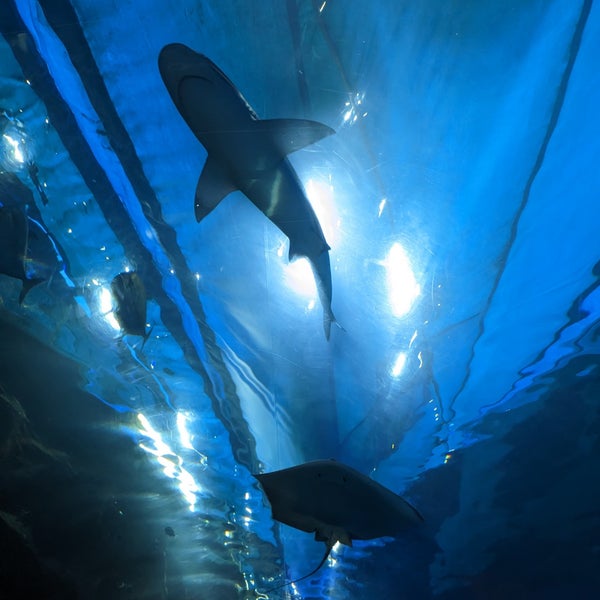 Das Foto wurde bei Maui Ocean Center, The Hawaiian Aquarium von Nick S. am 2/3/2023 aufgenommen