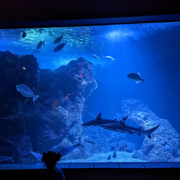 2/3/2023 tarihinde Nick S.ziyaretçi tarafından Maui Ocean Center, The Hawaiian Aquarium'de çekilen fotoğraf