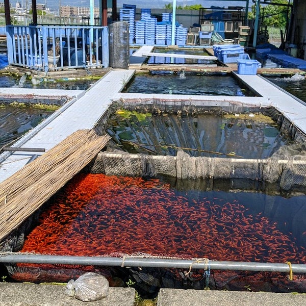 Photos At 金魚のふる里 やまと錦魚園 郡山金魚資料館 大和郡山市 奈良県