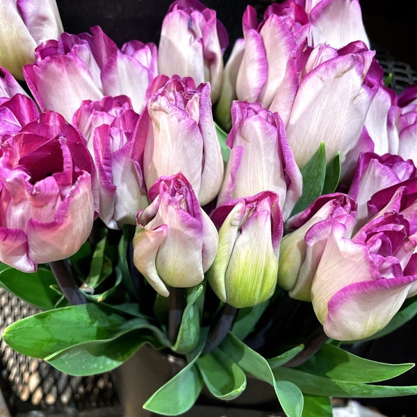 Fotos Em 青山フラワーマーケット Floricultura Em 秋葉原 Fotos Em 青山フラワーマーケット Floricultura Em 秋葉原