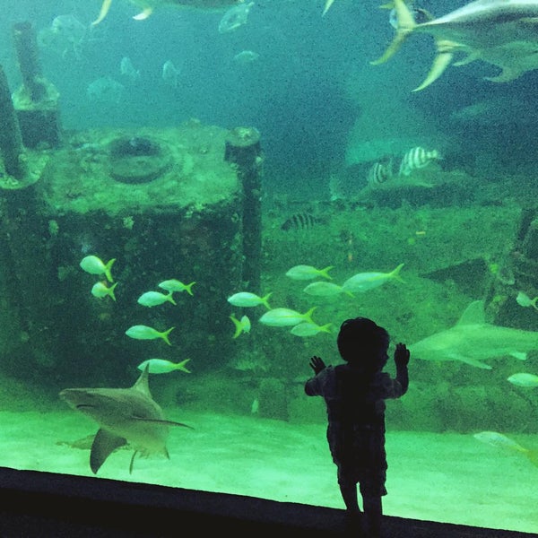 Foto tirada no(a) North Carolina Aquarium at Pine Knoll Shores por Armistead B. em 7/30/2015