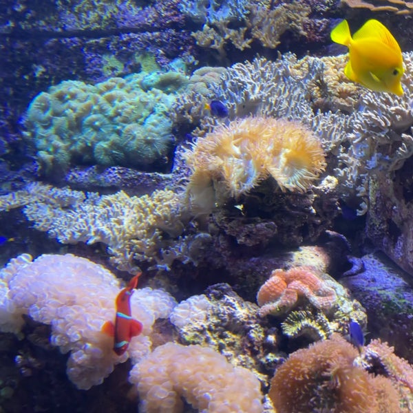 Photo taken at The Lost Chambers Aquarium by Saghar H. on 1/1/2024