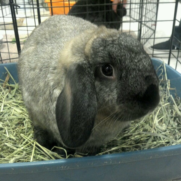 PetSmart Pet Supplies Store in Orlando