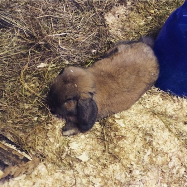 Chiswick Pets 2 tips