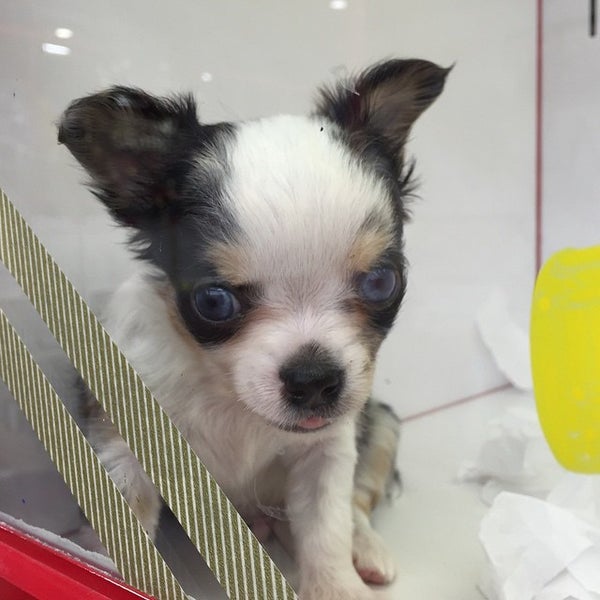 Photos At ペットスーパーwan 札幌店 Pet Store In Sapporo Photos At ペットスーパーwan 札幌店 Pet Store In Sapporo